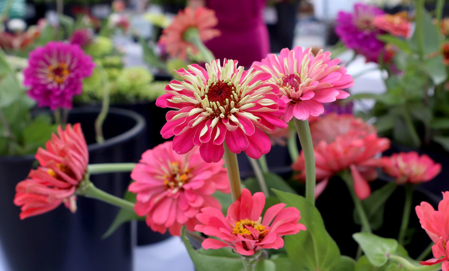 Tower Grove Farmers Market